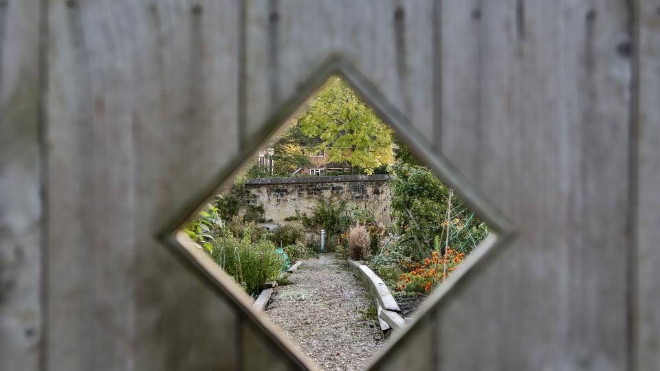 A diamond hole in a fence looking through to Ruskin garden, showing a path, shrubs and trees.