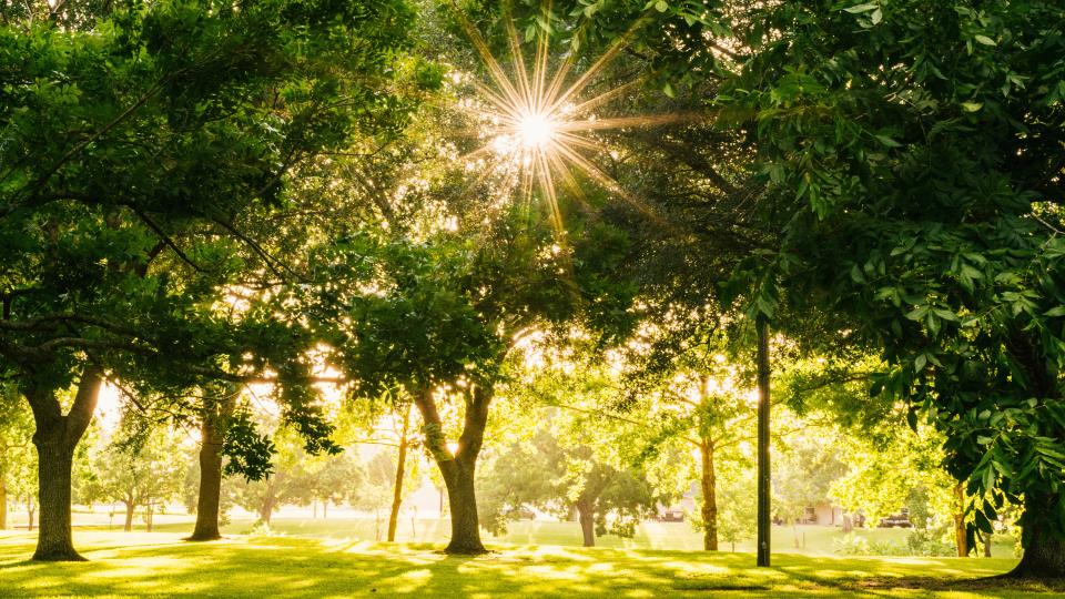 The sun is shining through green trees in a park.
